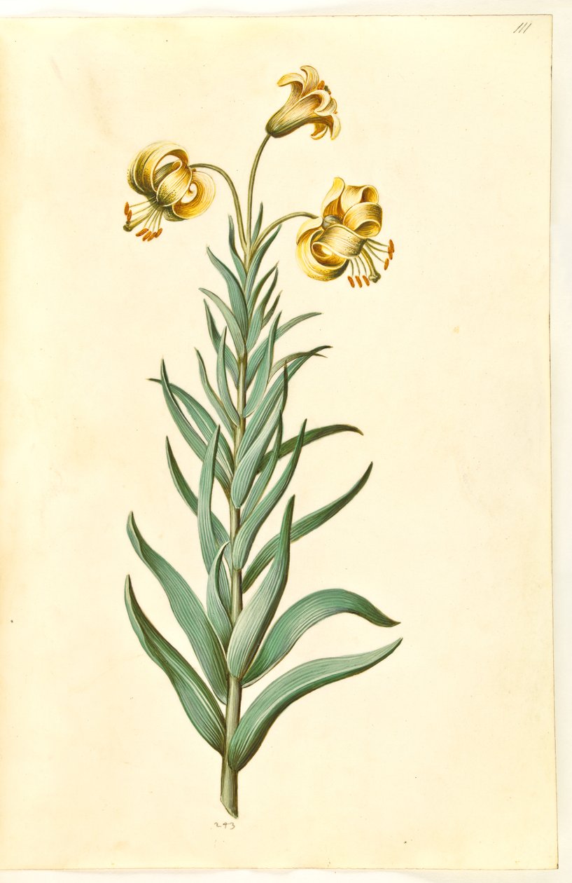 Lilium pyrenaicum (pyrenäische Lilie) von Hans Simon Holtzbecker