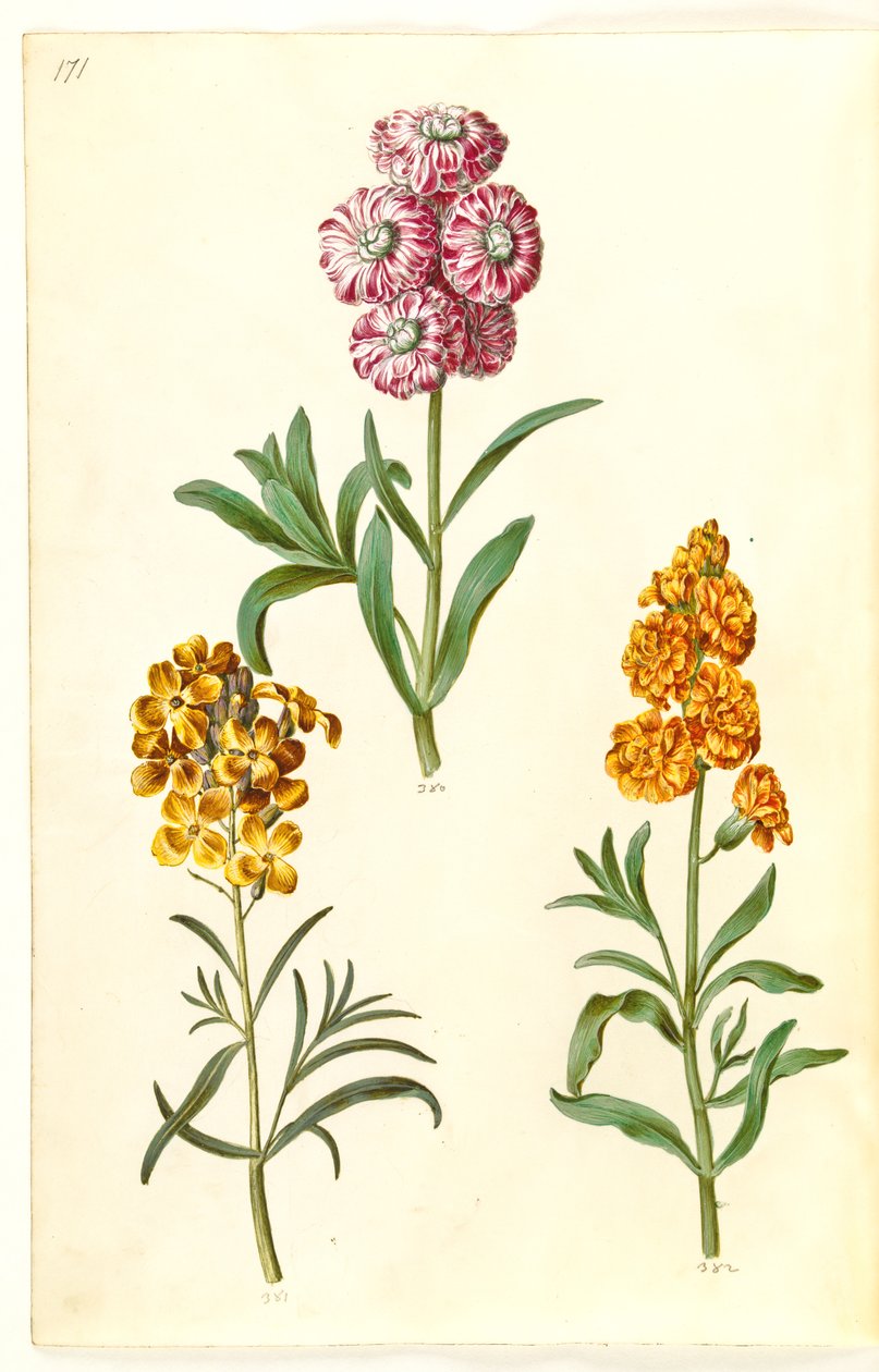 Matthiola incana (Winterlevkoje); Erysimum cheiri (Goldlack) von Hans Simon Holtzbecker