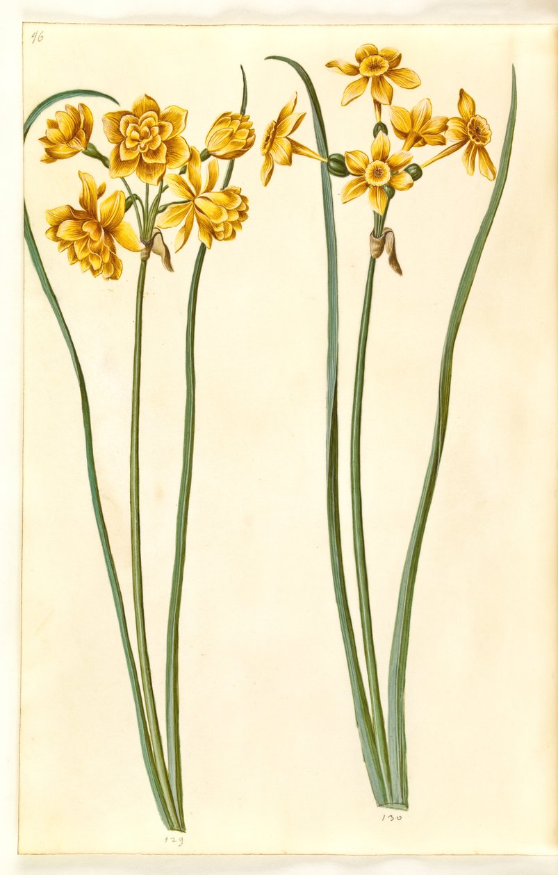 Narzisse jonquilla (Sumpf-Narzisse) von Hans Simon Holtzbecker