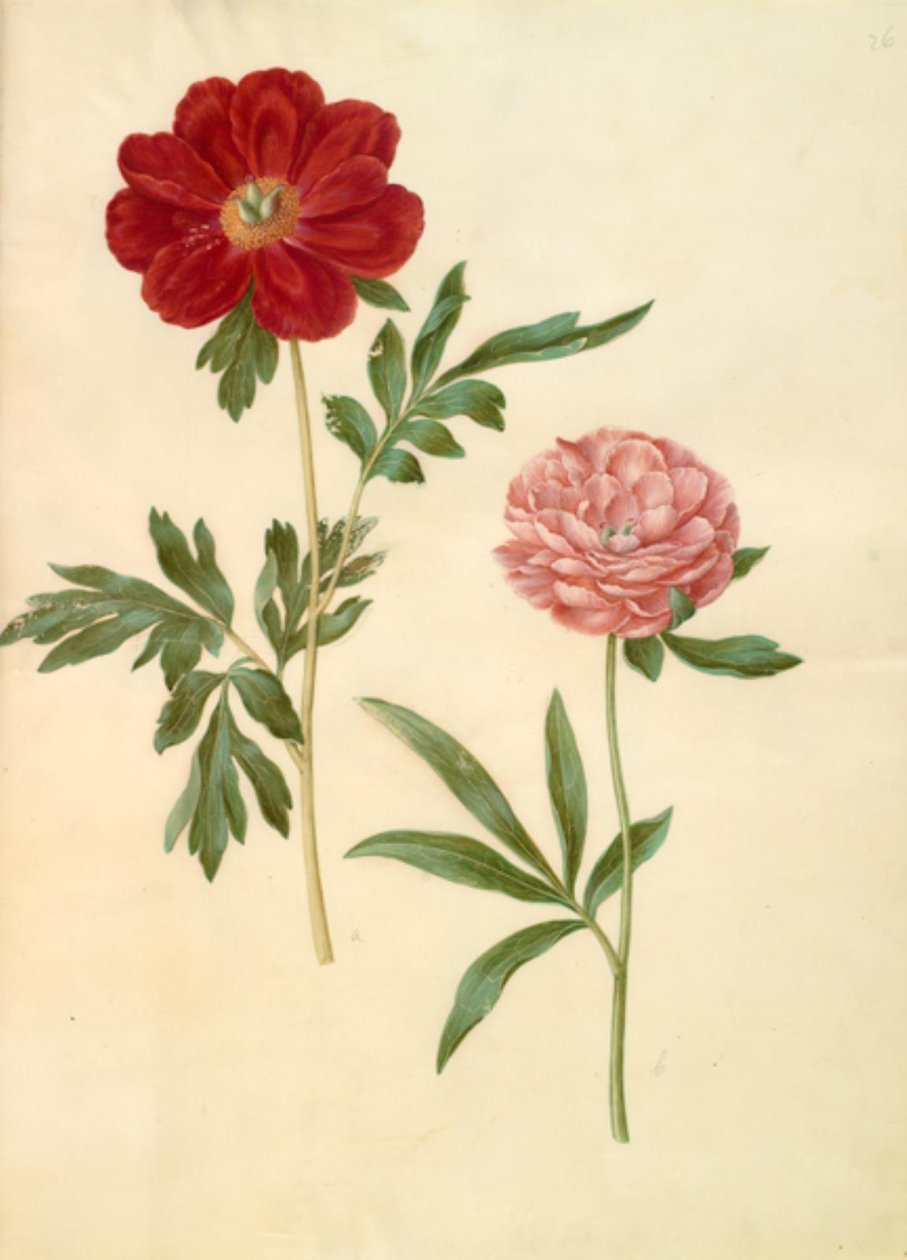 Paeonia officinalis (Bauernrose) von Hans Simon Holtzbecker