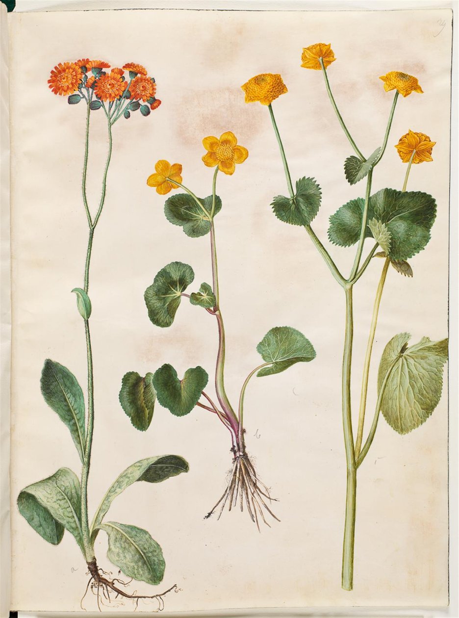 Pilosella aurantiaca (Orangerotes Habichtskraut); Caltha palustris (Sumpfdotterblume) von Hans Simon Holtzbecker