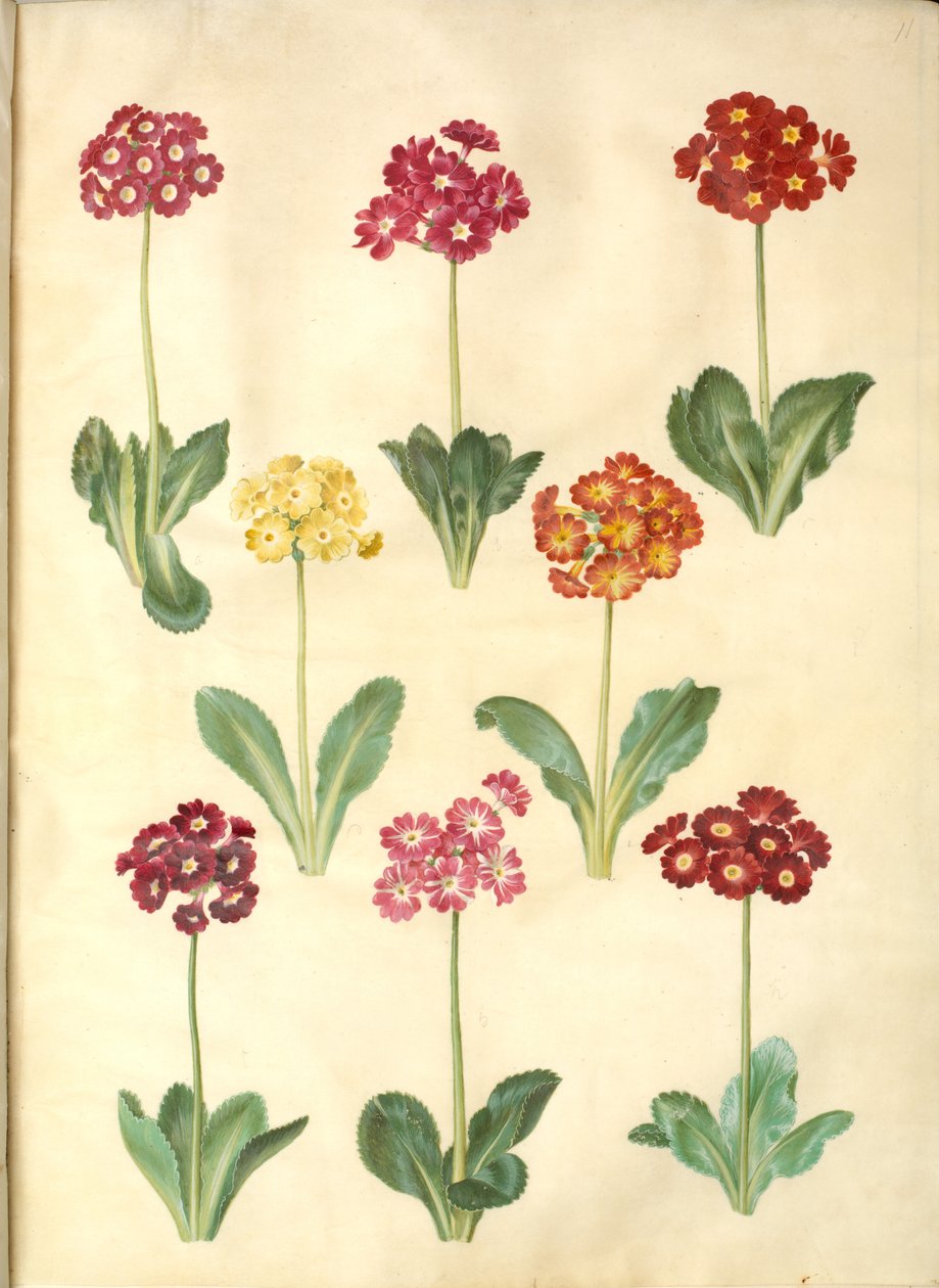 Primula ×pubescens (Garten-Aurikel) von Hans Simon Holtzbecker