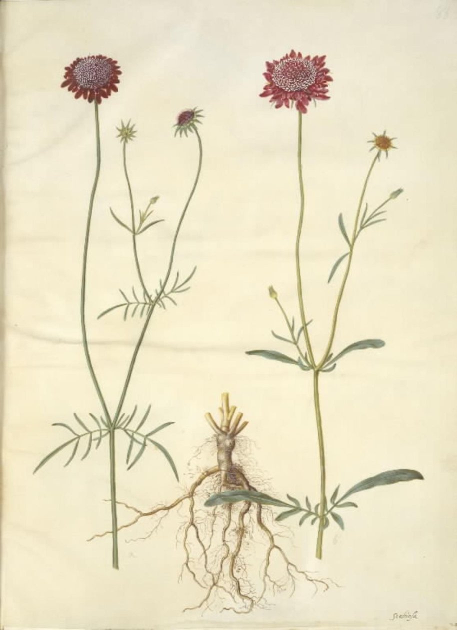 Scabiosa atropurpurea (Witwenblume) von Hans Simon Holtzbecker