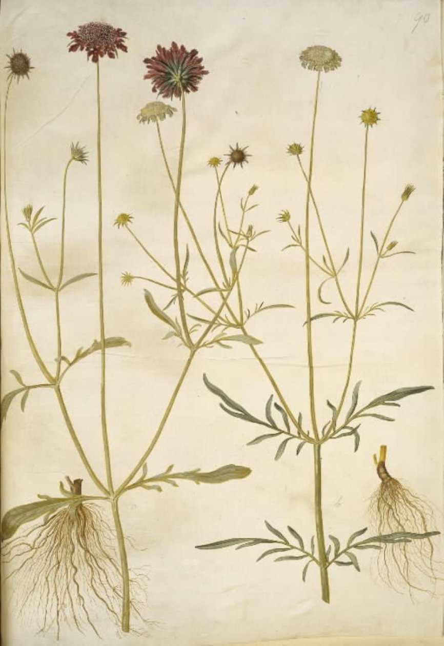 Skabiose atropurpurea; Skabiose columbaria von Hans Simon Holtzbecker