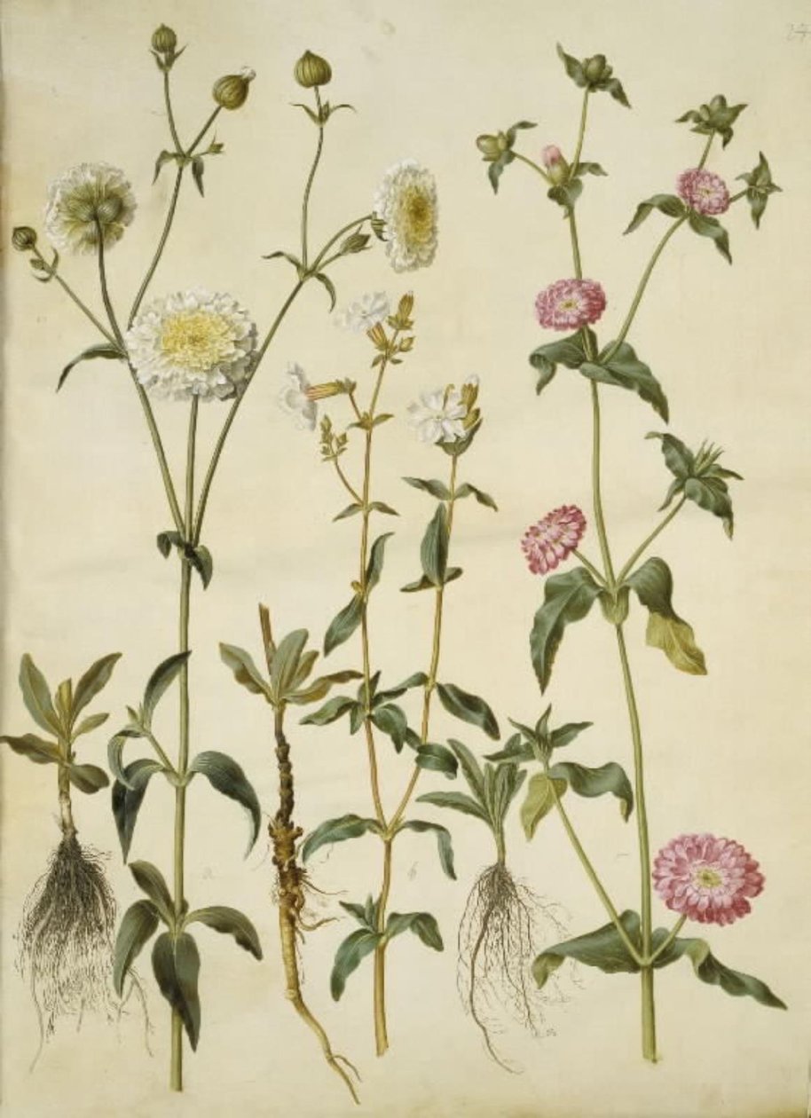 Silene latifolia (Abend-Leimkraut); Silene dioica (Tag-Leimkraut) von Hans Simon Holtzbecker