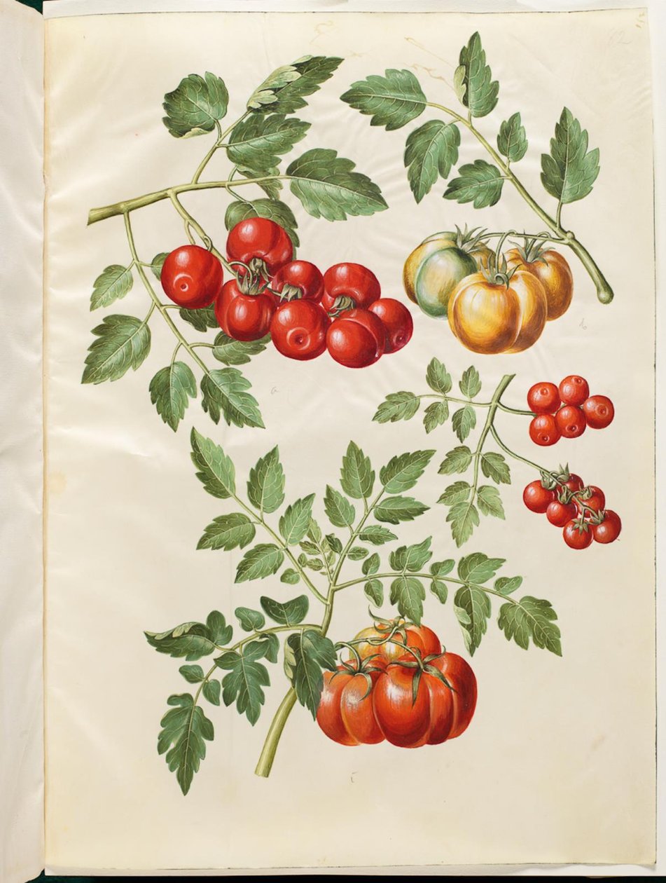 Solanum lycopersicum L. (Tomate) von Hans Simon Holtzbecker
