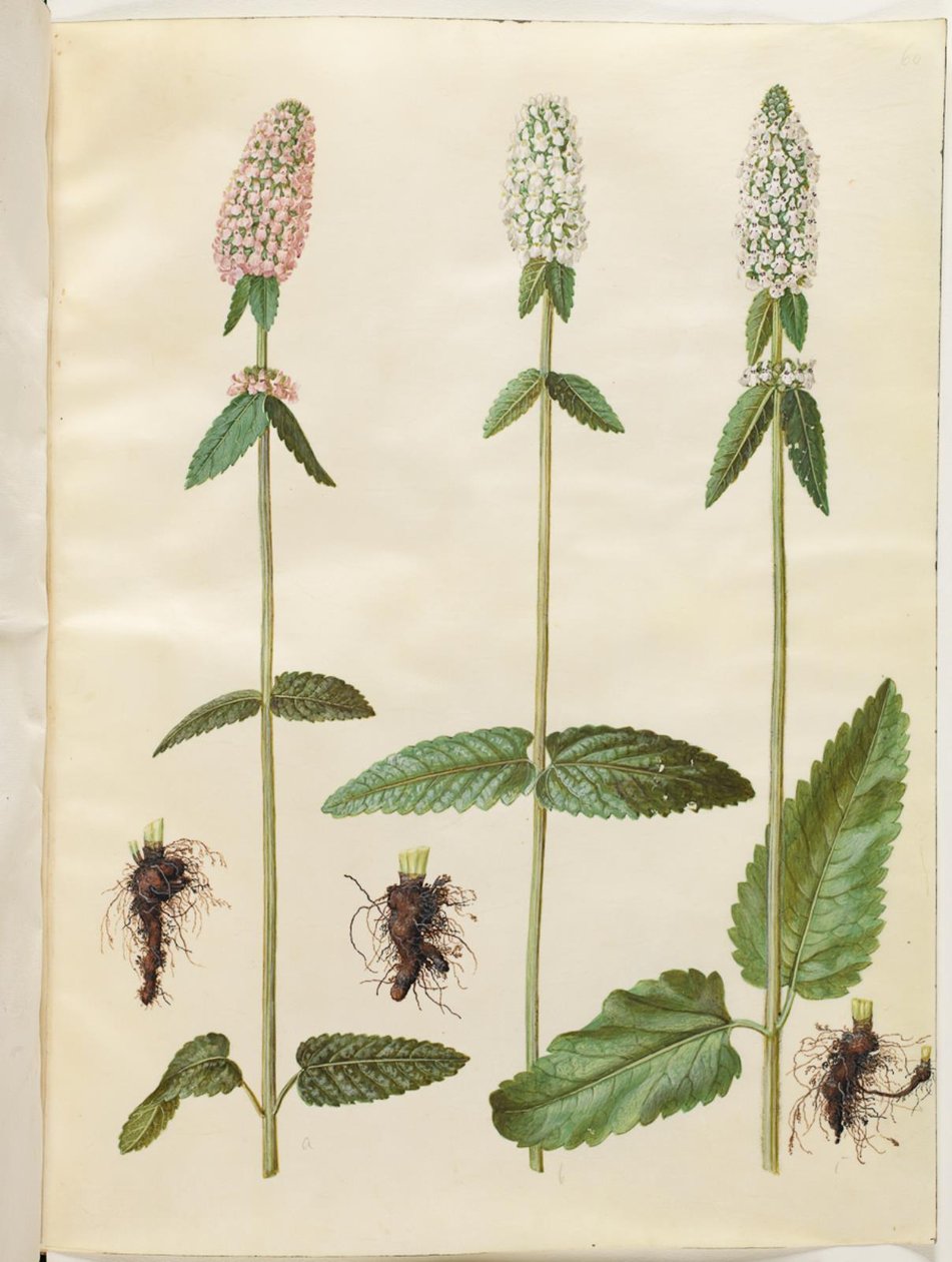 Stachys officinalis (Heil-Betonien) von Hans Simon Holtzbecker