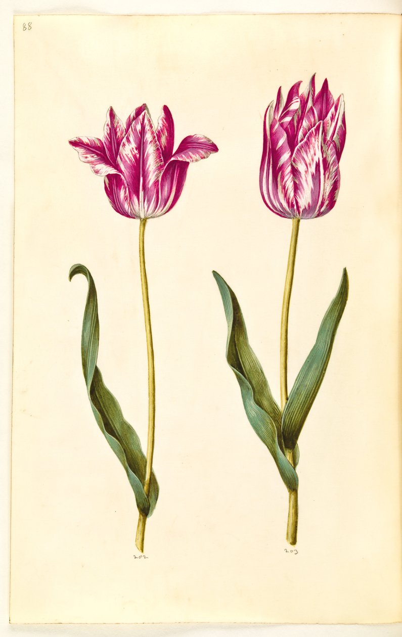 Tulipa gesneriana (Gartentulpe) von Hans Simon Holtzbecker