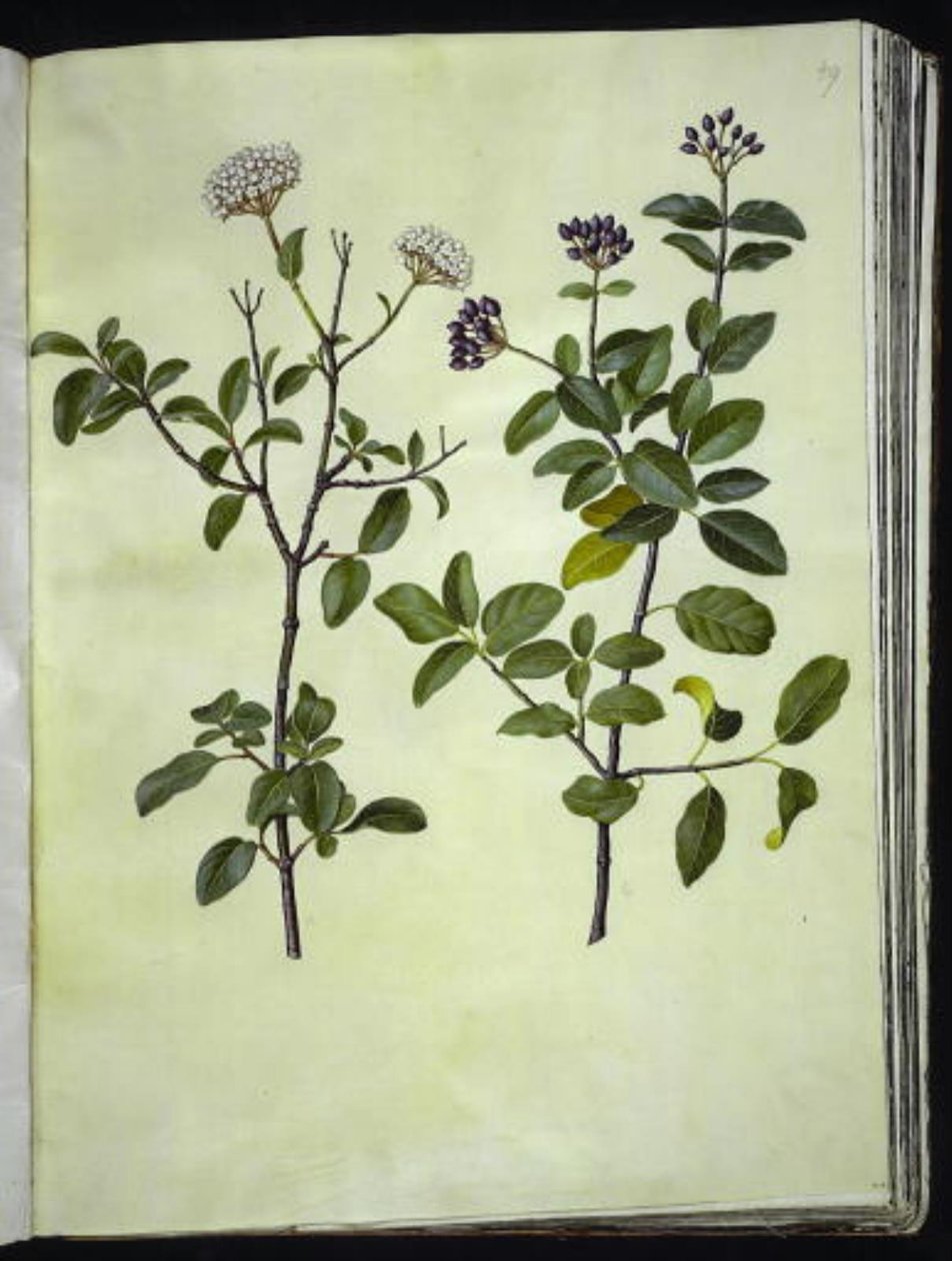 Viburnum tinus (Winterschneeball) von Hans Simon Holtzbecker