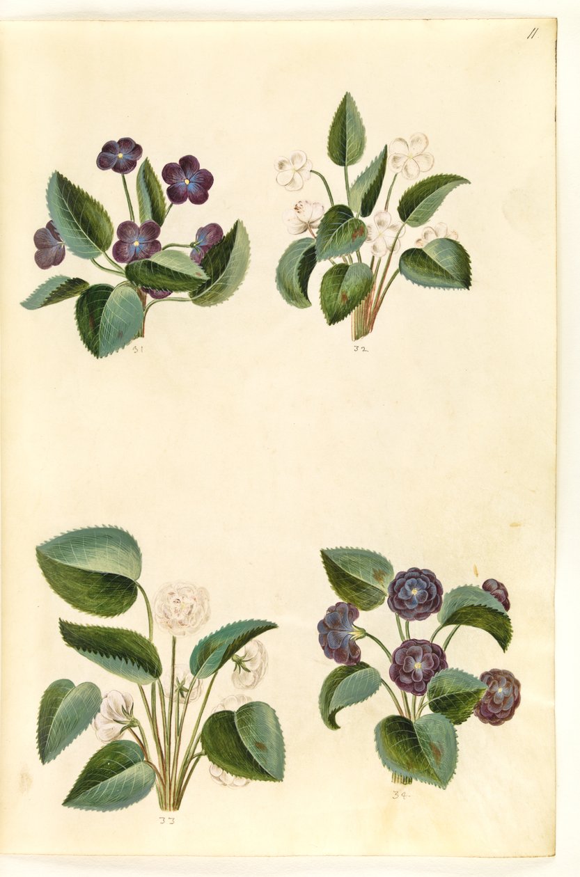 Veilchen (Märzveilchen) von Hans Simon Holtzbecker