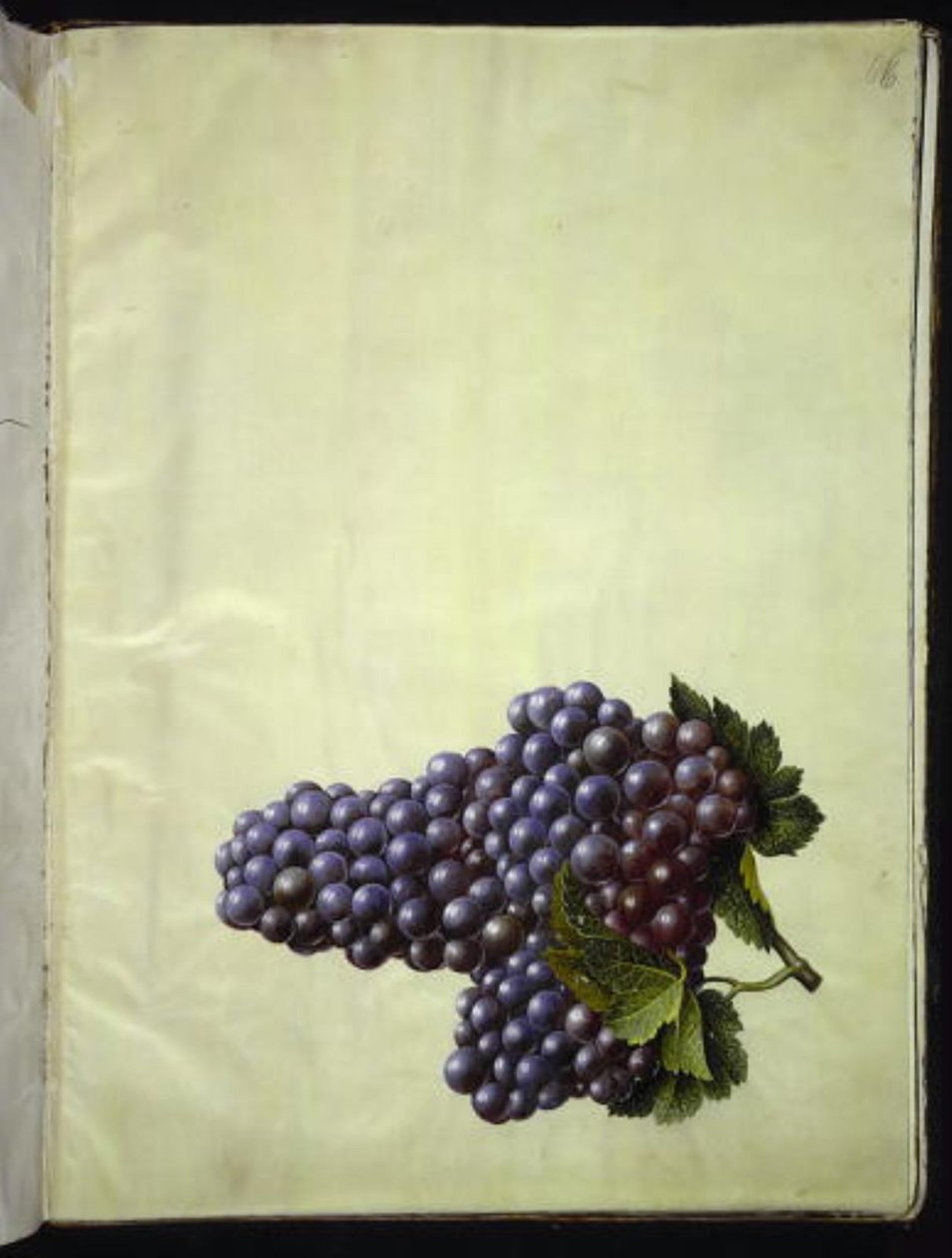 Vitis vinifera (Gemeine Weinrebe) von Hans Simon Holtzbecker