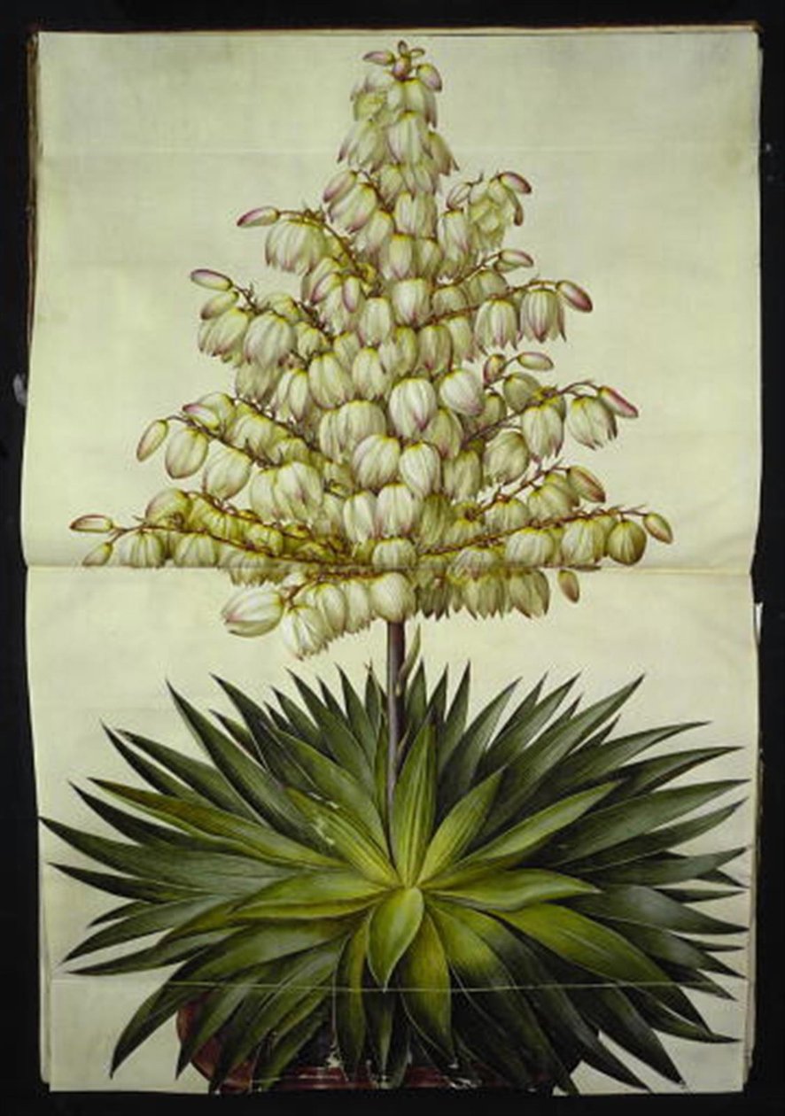 Yucca gloriosa (Pracht-Palmelilie) von Hans Simon Holtzbecker