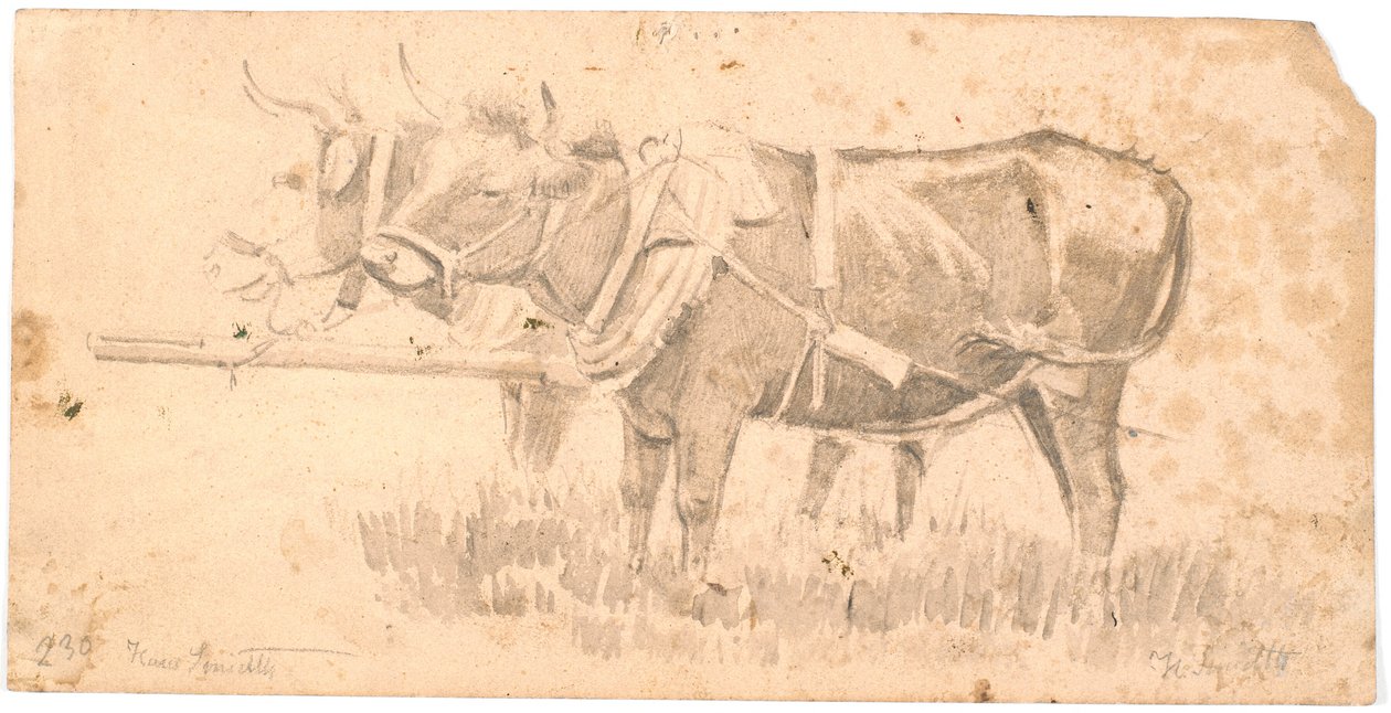 Zwei Zugochsen von Hans Smidth