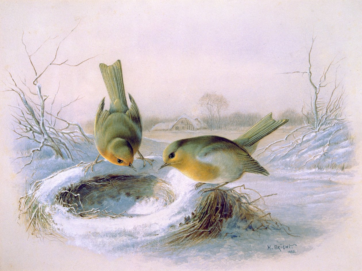 Nest vom letzten Jahr, 1886 von Harry Bright