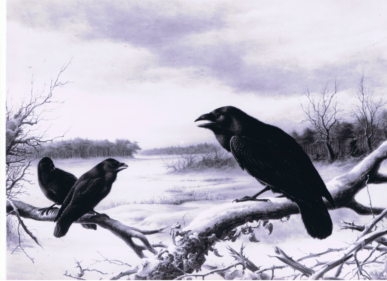 Raben im Winter von Harry Bright
