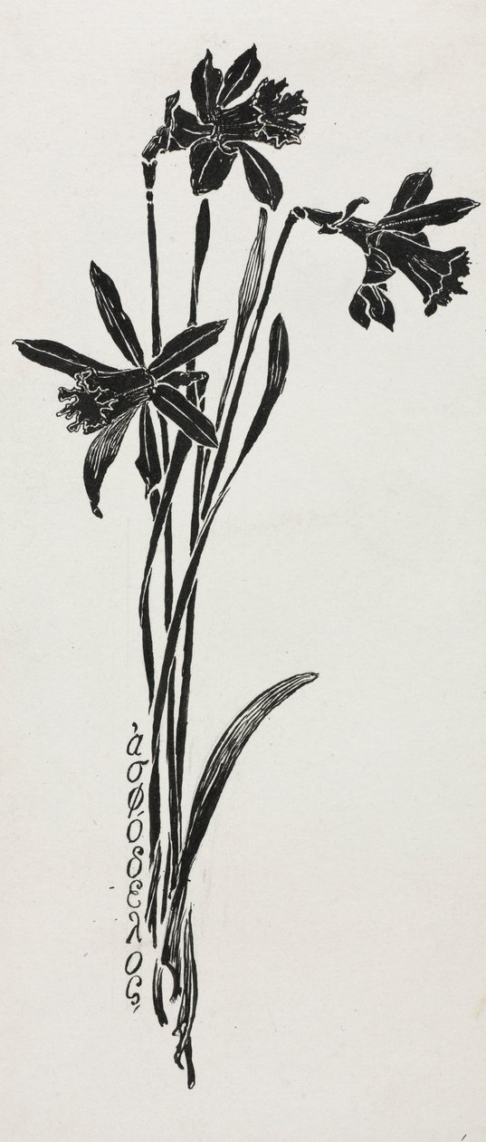 Narzissen von Harry Fenn