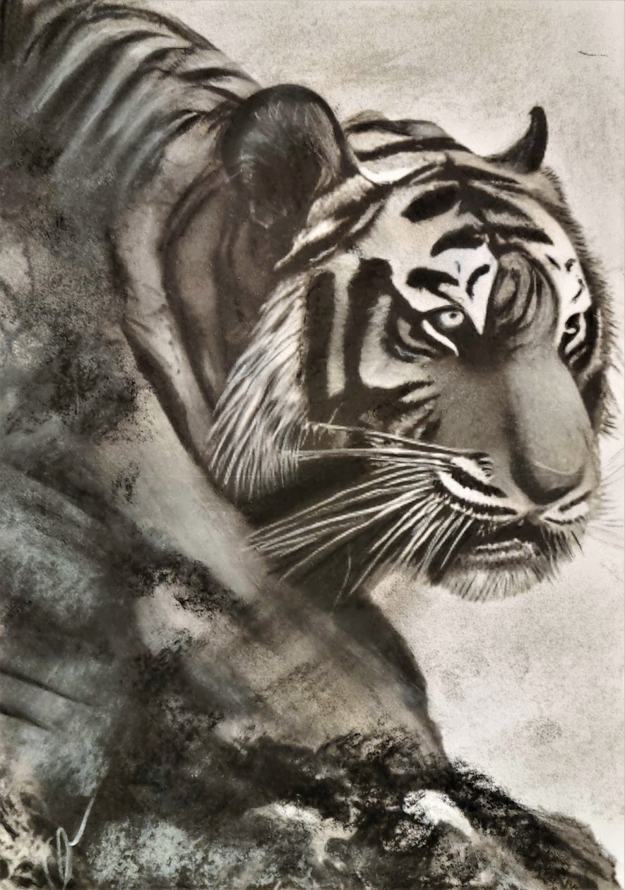 Tiger auf der Jagd von HaskellArt