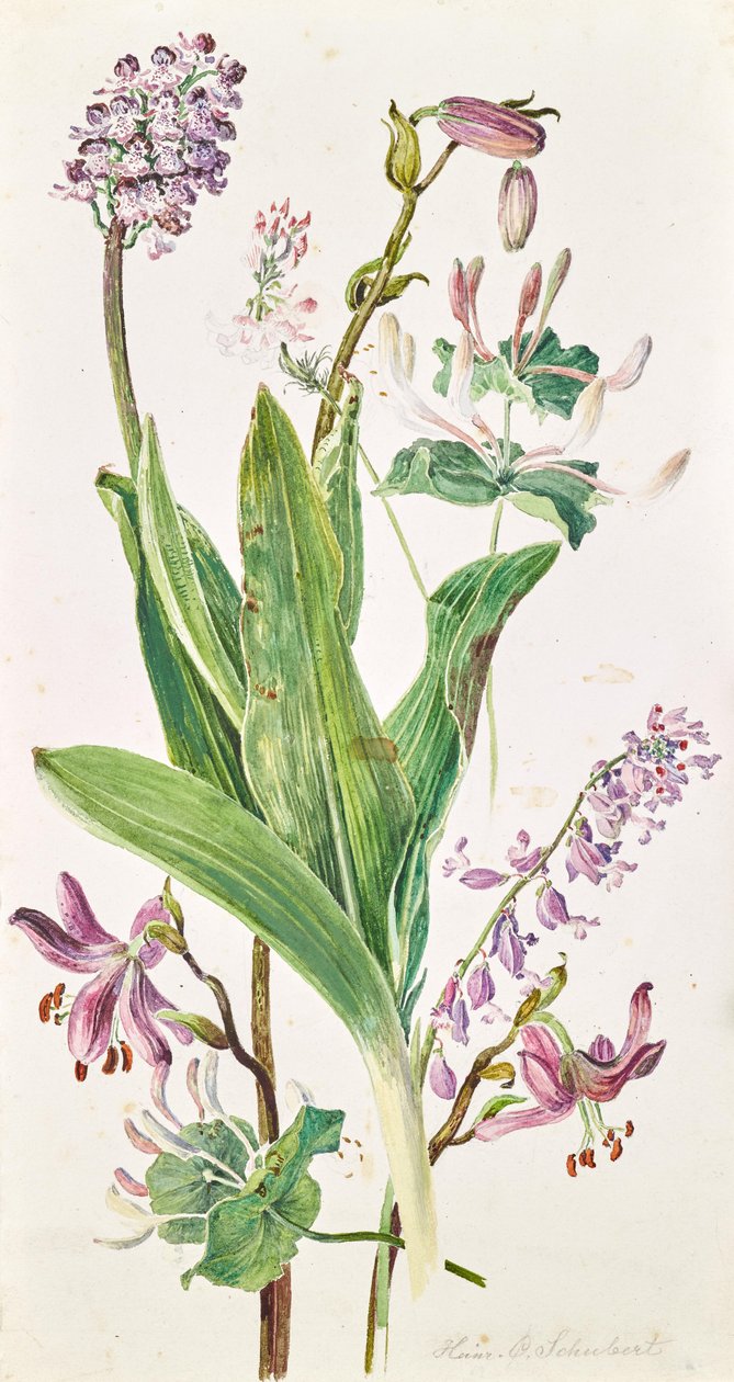 Türkenbund, Knabenkraut, Geißblatt von Heinrich Carl Schubert