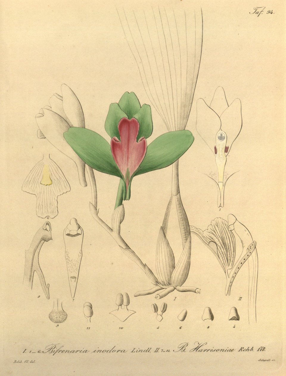 Bifrenaria inodora + harrisoniae von Heinrich Gustav Reichenbach