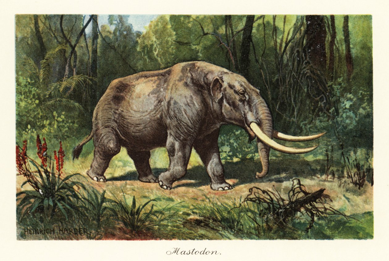 Mastodon der ausgestorbenen Gattung Mammuthus, 1908 von Heinrich Harder