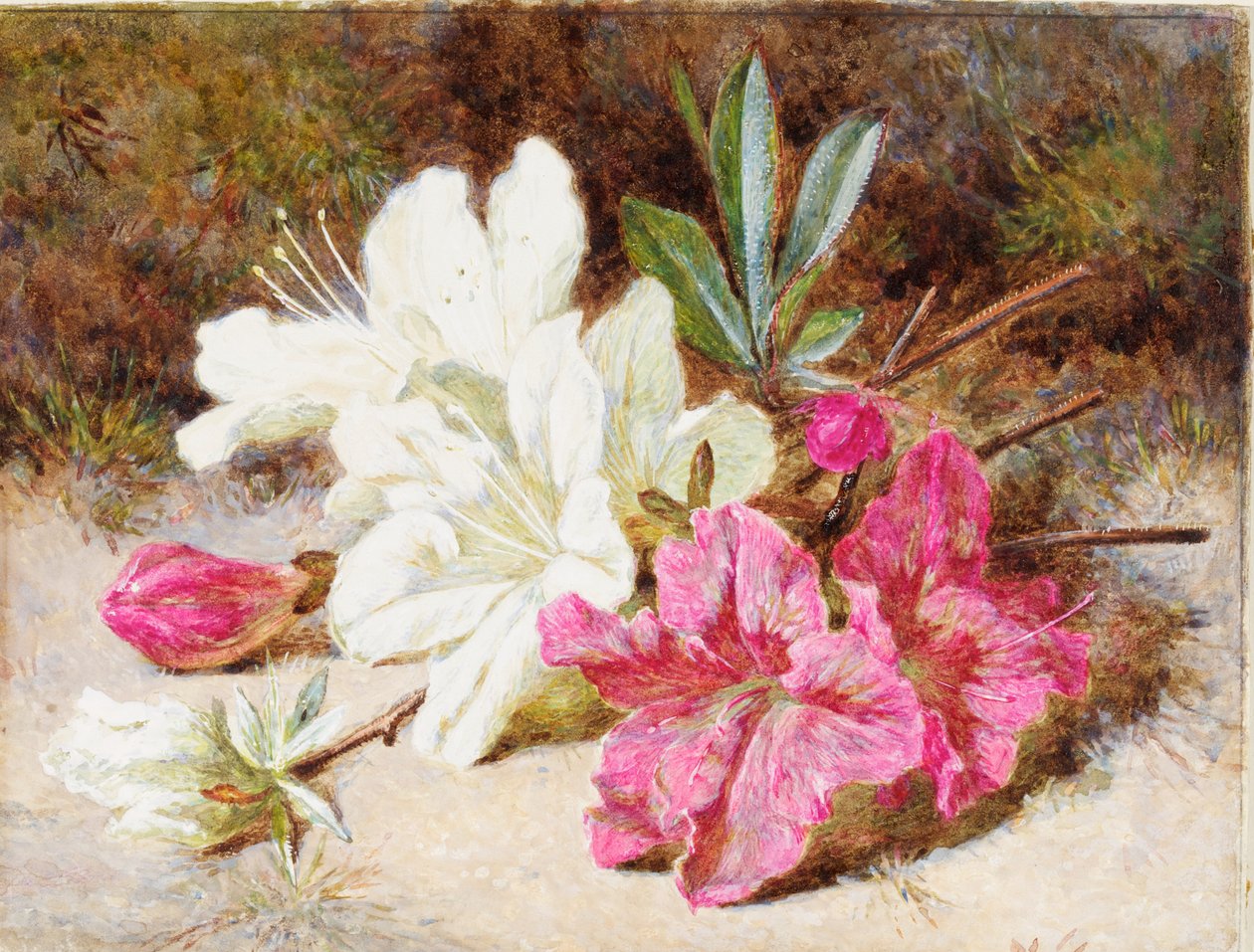Azaleenblüte, ca. 1865-74 von Helen Cordelia Coleman Angell