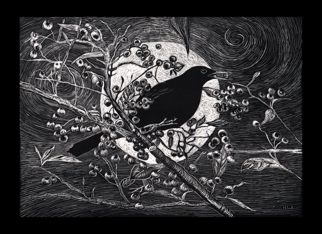 Amsel, 2023 von Helen White