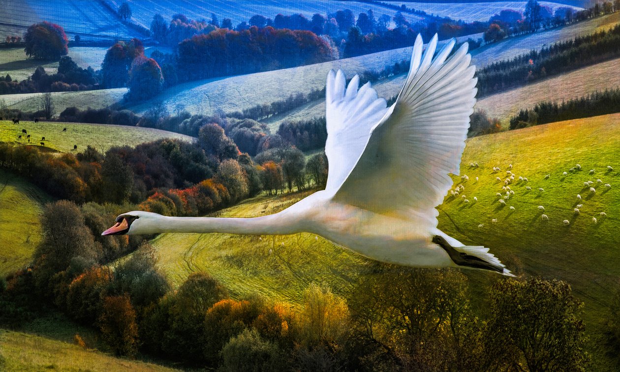 Erster Flug des Morgens von Helen White