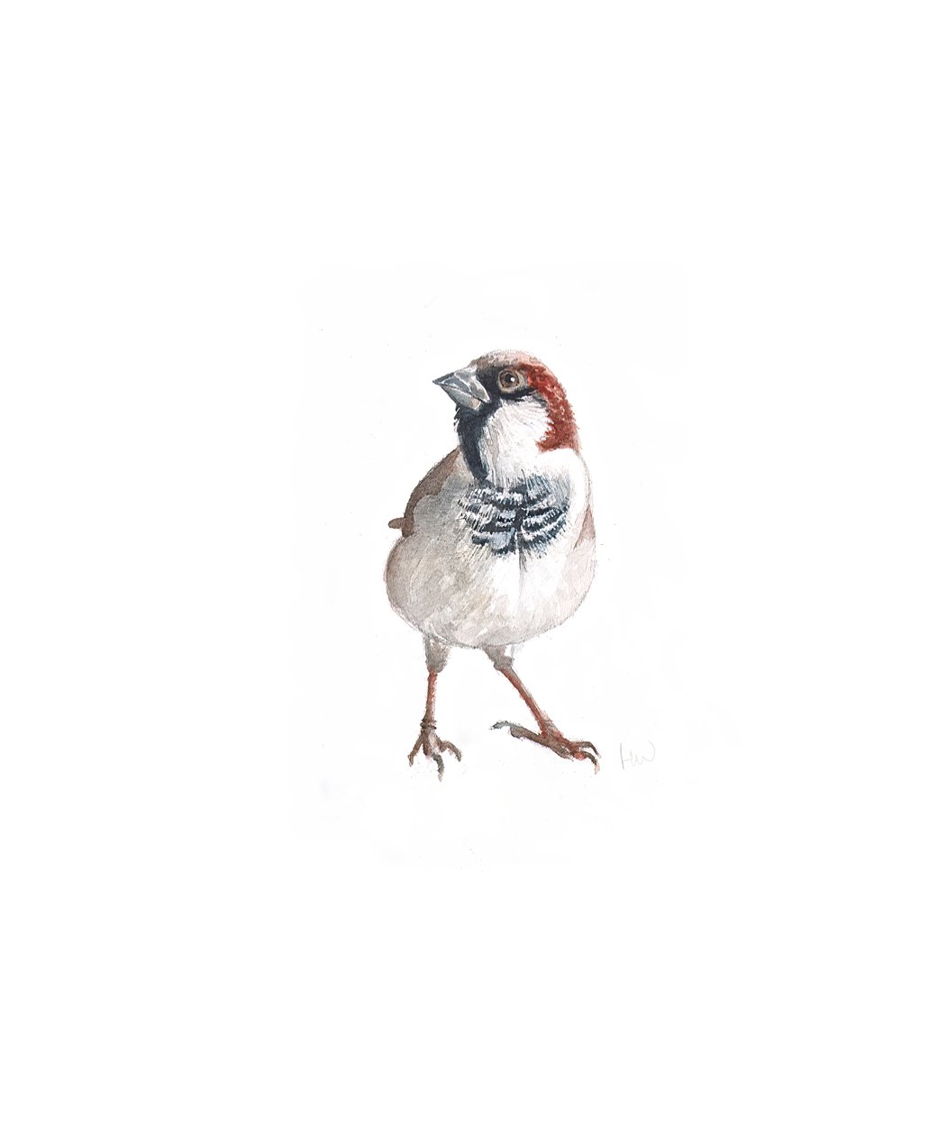 Männlicher Spatz III von Helen White