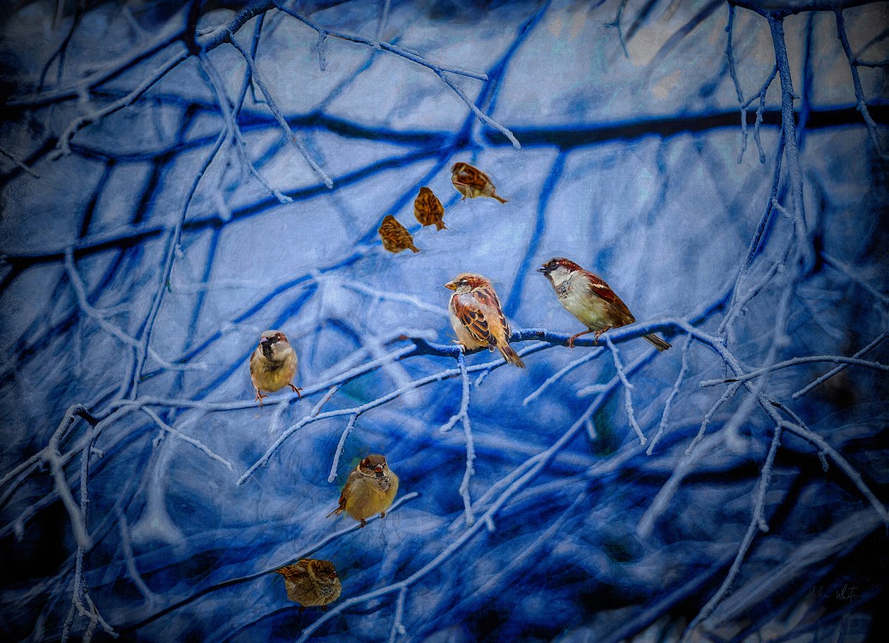 Winterspatzen, 2020 von Helen White