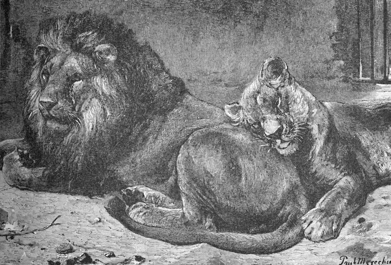 Löwe und Löwin, ca. 1900 von Helena J. Maguire