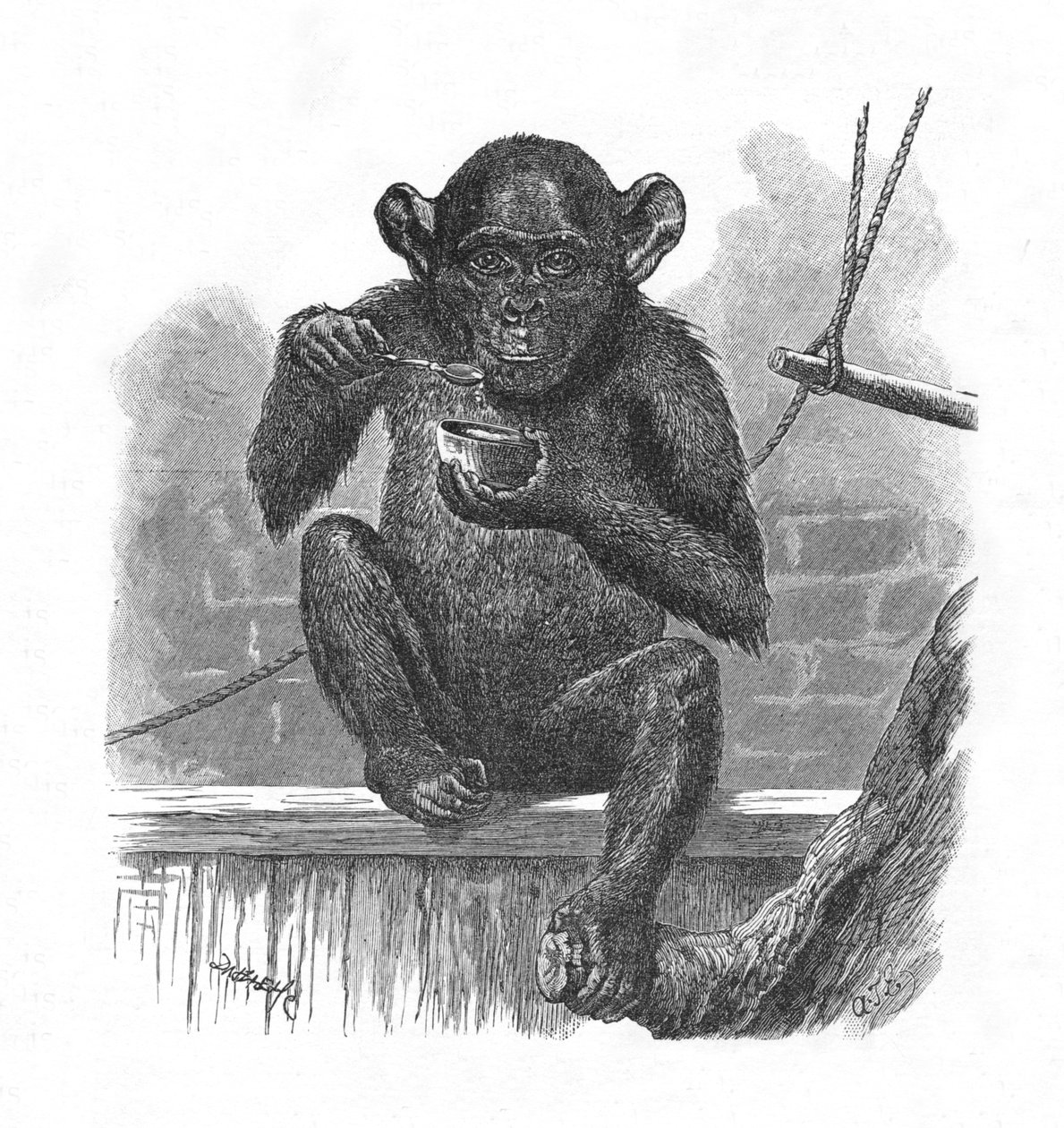 Der Schimpanse Sally, ca. 1900 von Helena J. Maguire
