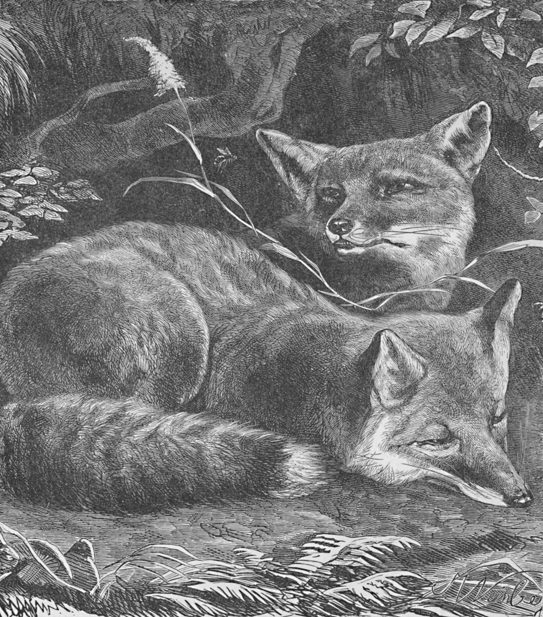 Der Fuchs zu Hause von Helena J. Maguire