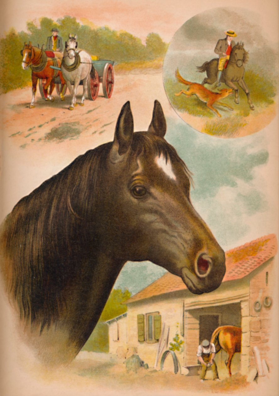 Das Pferd, ca. 1900 von Helena J. Maguire