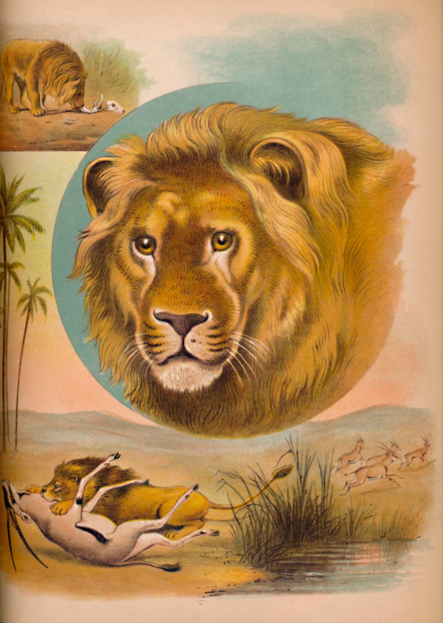 Der Löwe, um 1900 von Helena J. Maguire