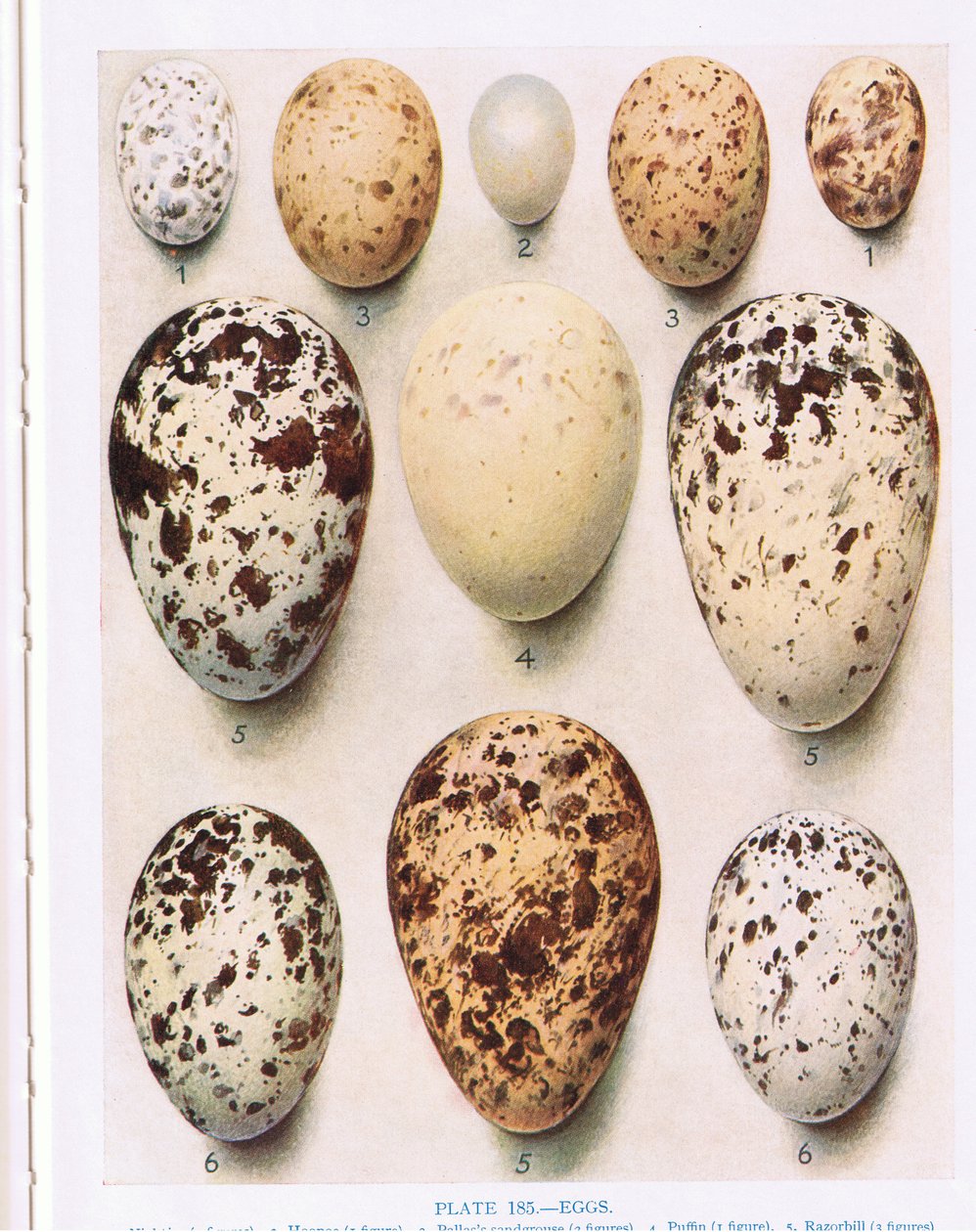 Eier: Kuckuck: usw., Illustration aus 