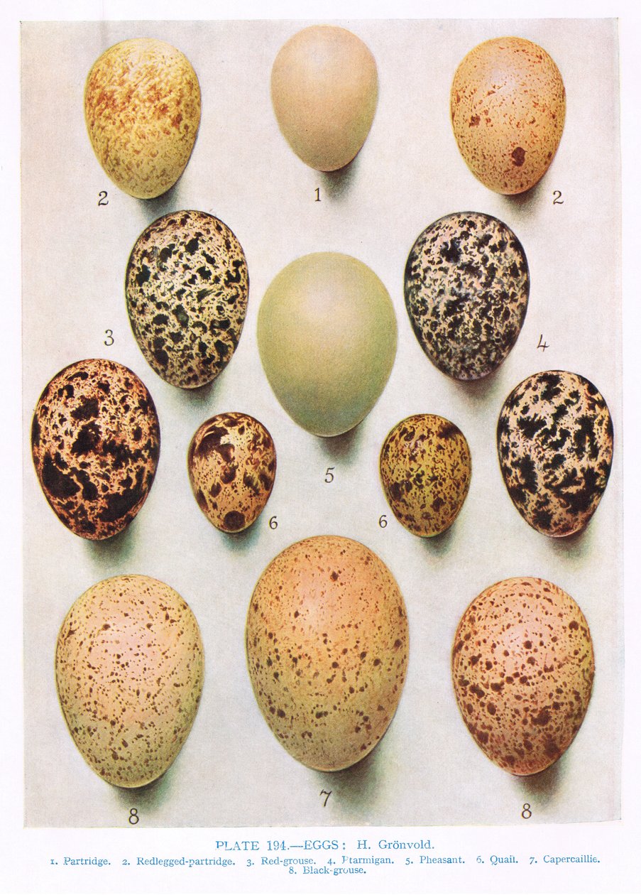 Eier: Brachvogel: Großtrappe: usw., Illustration aus 