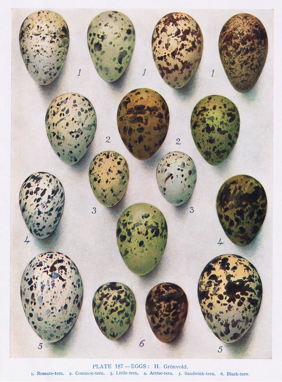 Eier: Lummen: usw., Illustration aus 