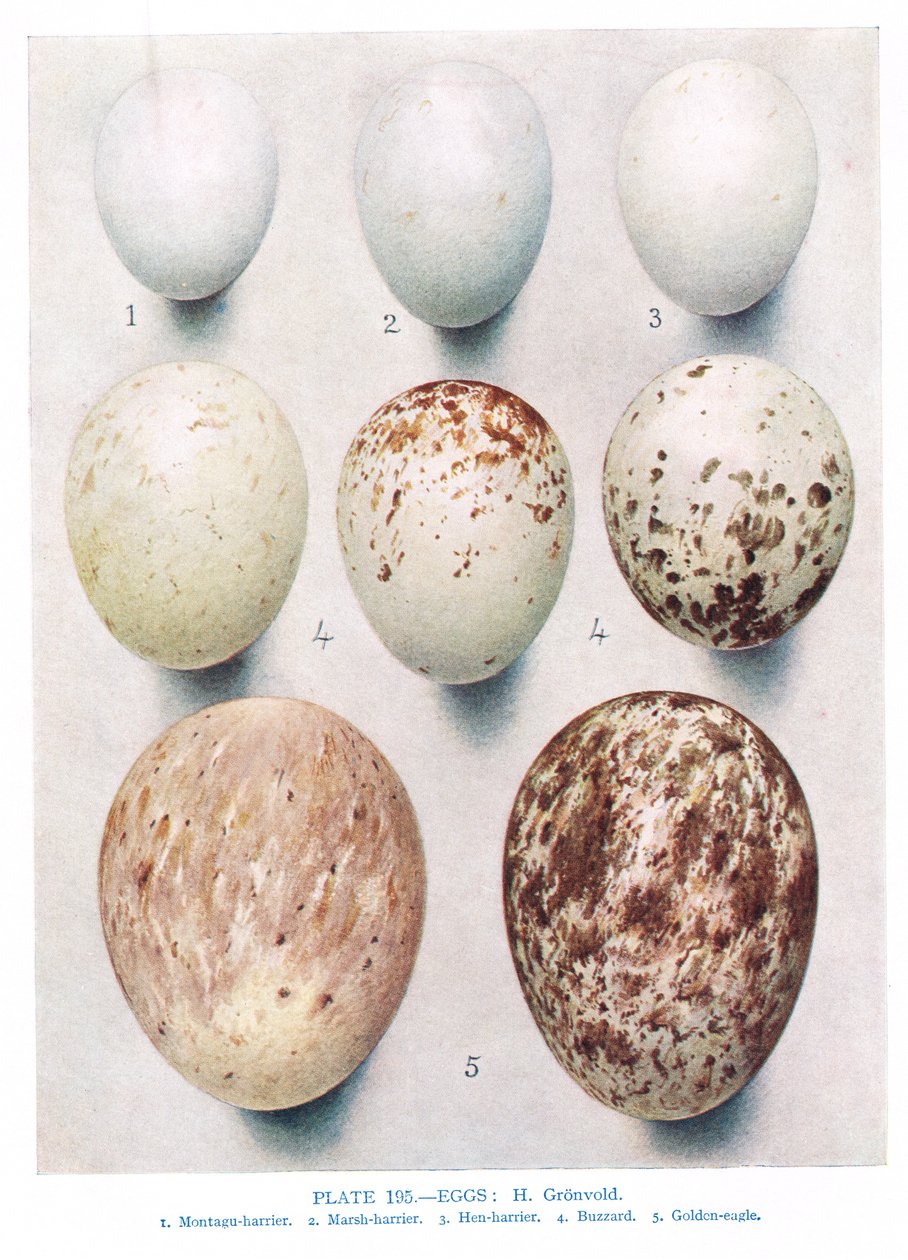 Eier: Rebhuhn: Rothuhn: usw., Illustration aus 