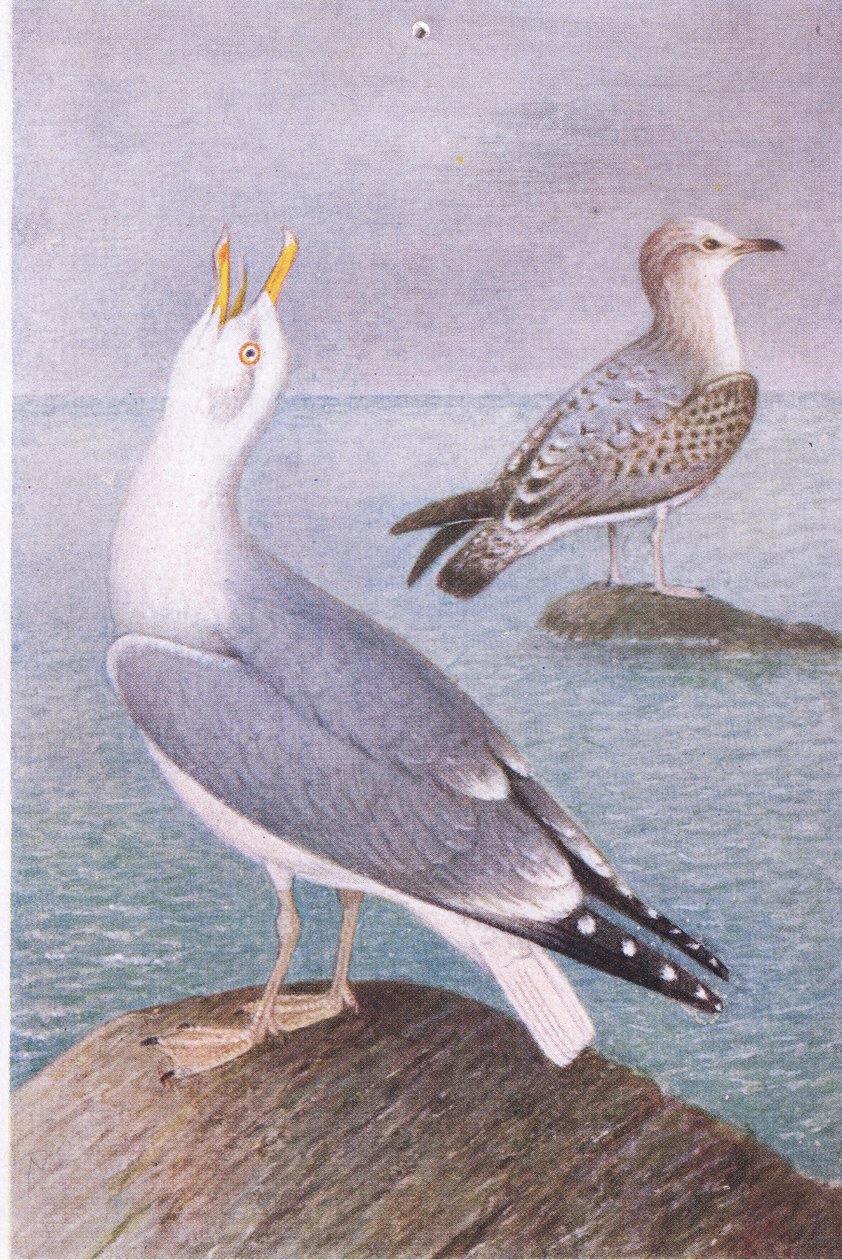 Silbermöwe, Postkarten, 1930er Jahre von Hendrik Gronvold