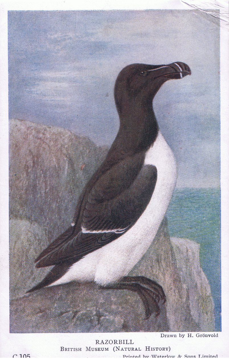 Tordalk, Postkarten, 1930er Jahre von Hendrik Gronvold