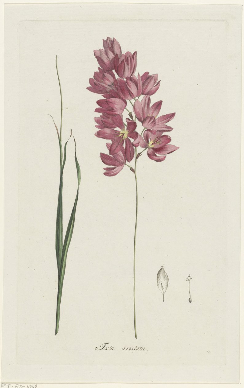 Ixia patens Aiton (Ixia aristata) von Hendrik Schwegman