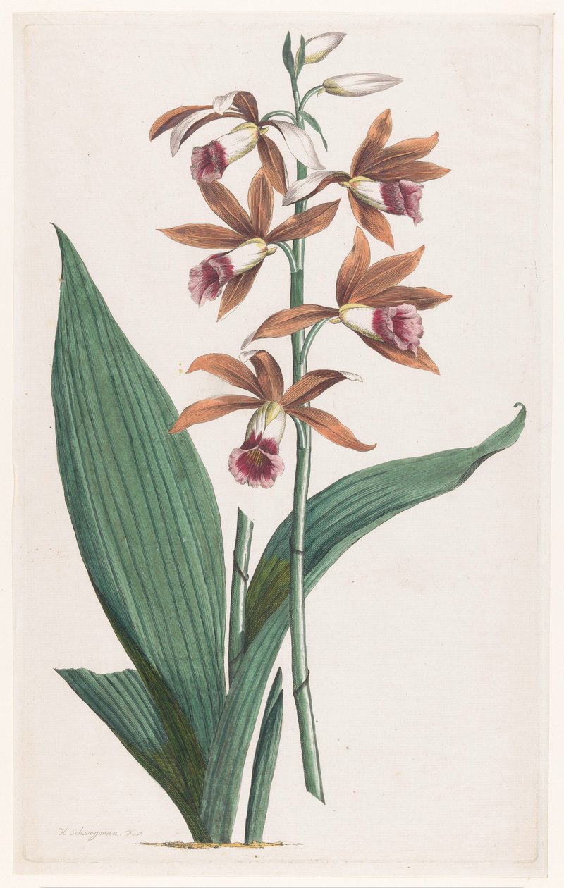 Sumpforchidee von Hendrik Schwegman