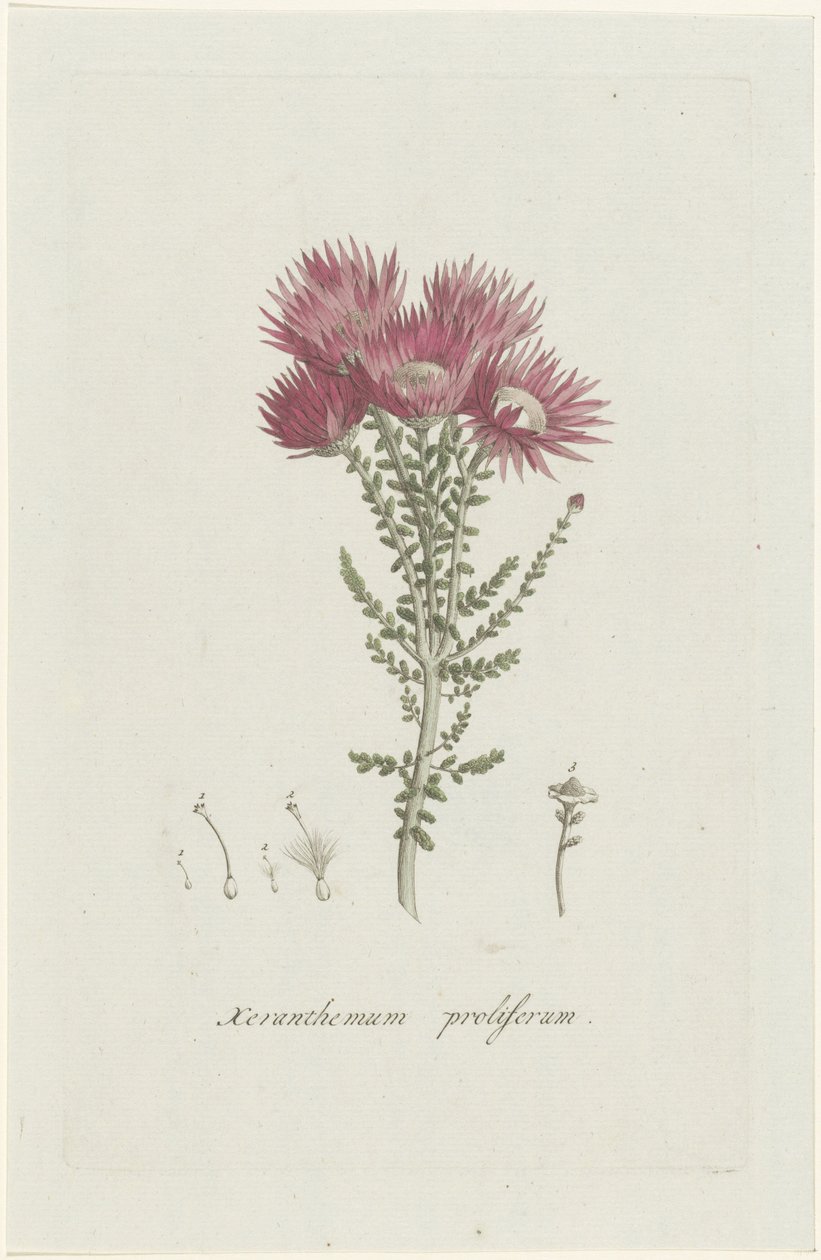 Phaenocoma prolifera von Hendrik Schwegman