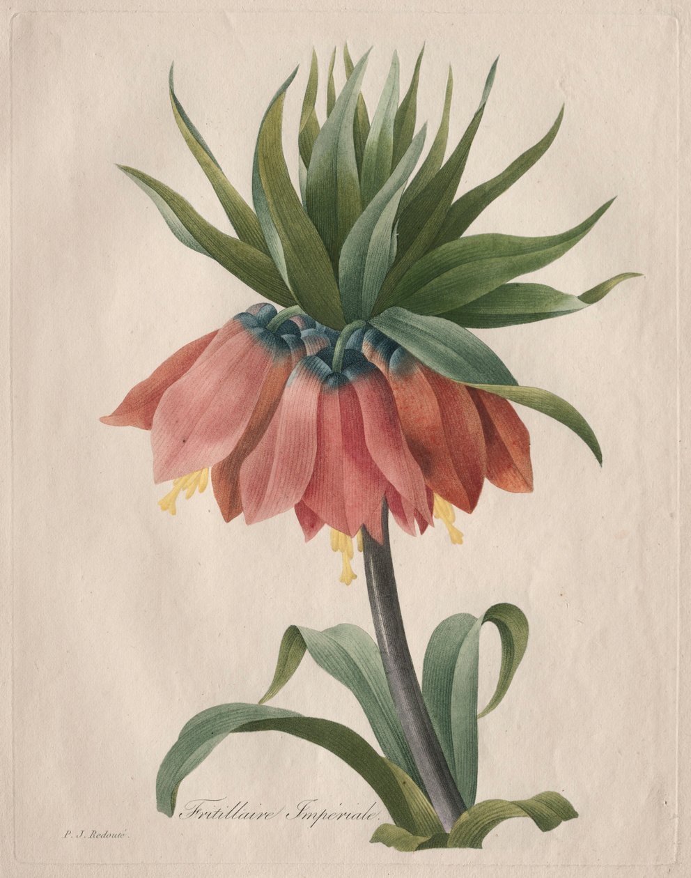 Kaiserkrone, 1827 von Pierre Joseph Redouté
