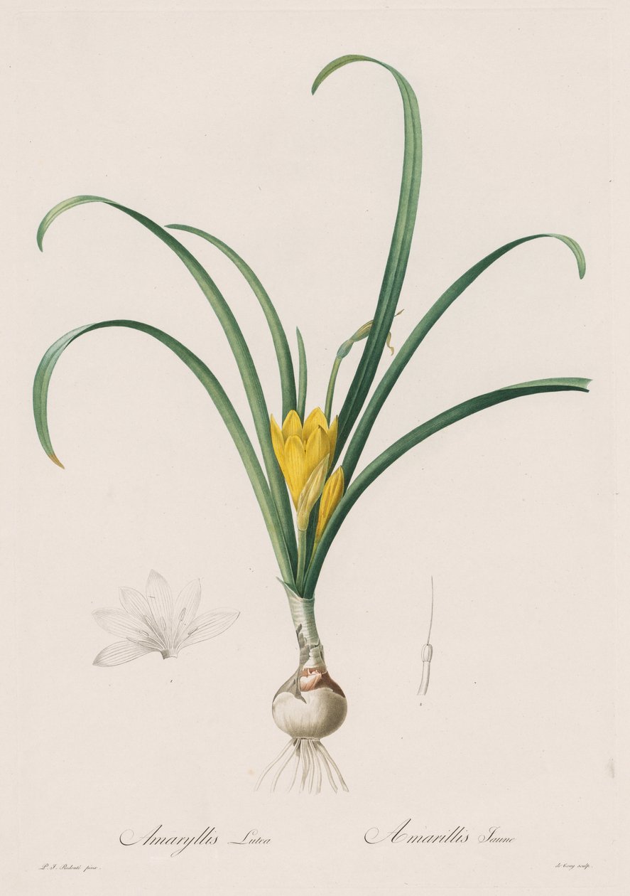 Les Liliacées: Amaryllis Lutes, 1802-1816 von Pierre Joseph Redouté