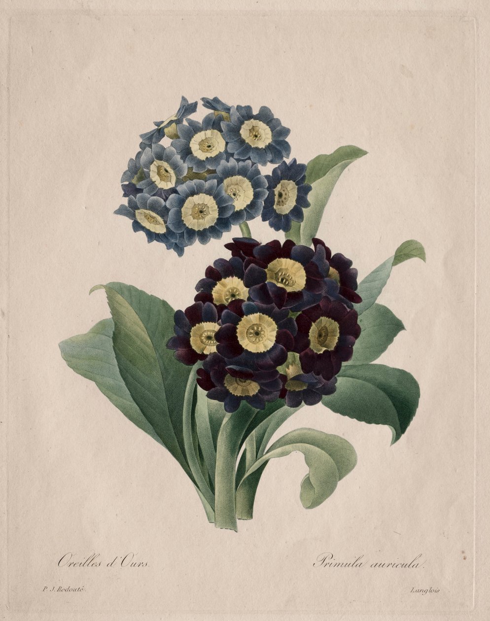 Primula auricula, 1827 von Pierre Joseph Redouté