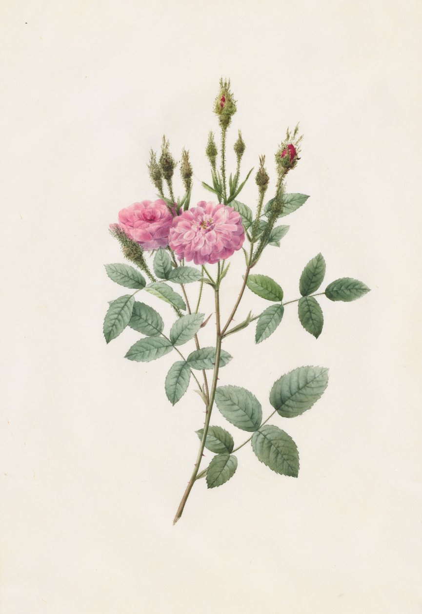 Rosa Pomponiana Muscosa, 1817-1824 von Pierre Joseph Redouté