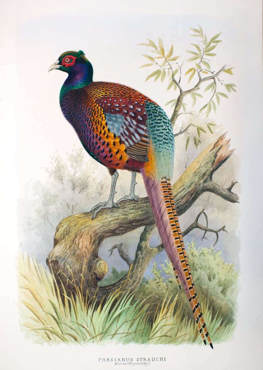 Phasianus strauchi, 1906-7 von Henry Jones