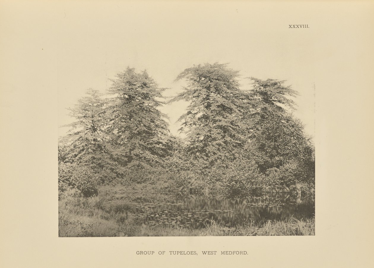 Gruppe von Tupeloes, West Medford von Henry Brooks