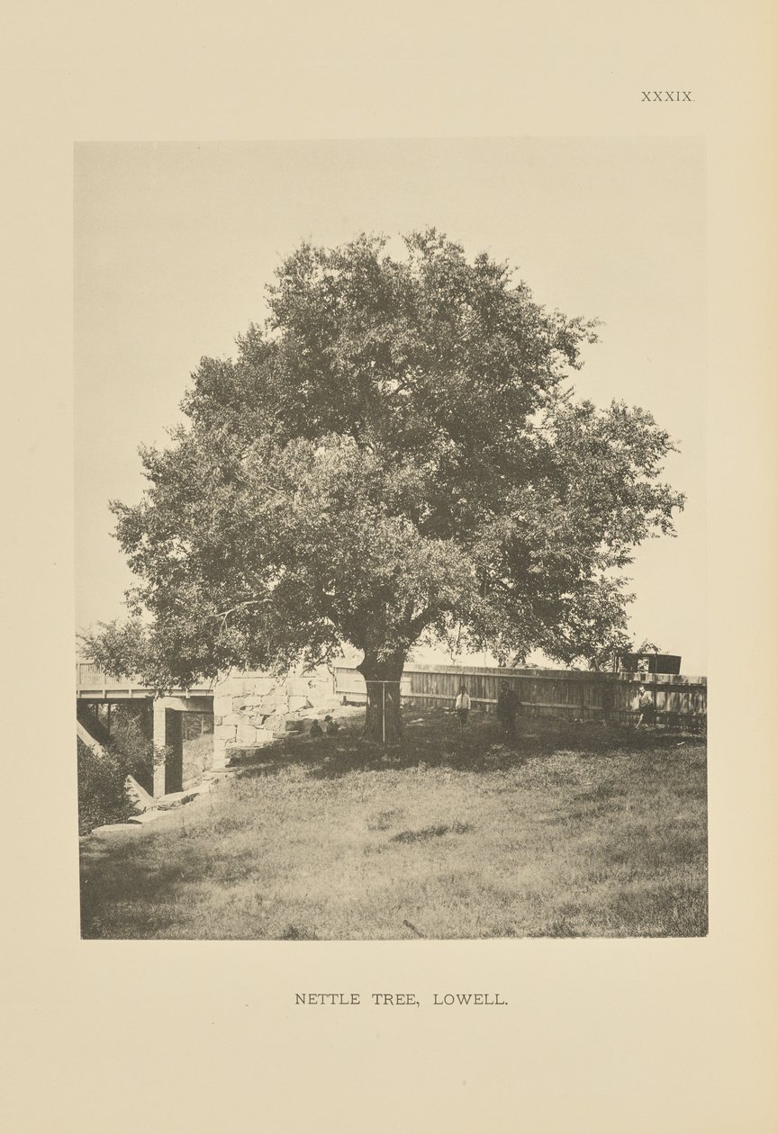Nesselbaum, Lowell von Henry Brooks